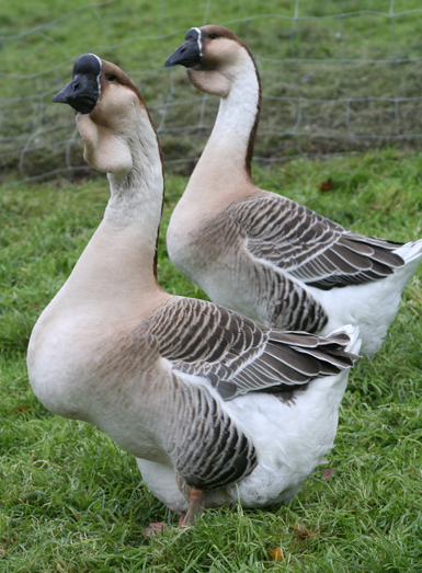 African-Goose