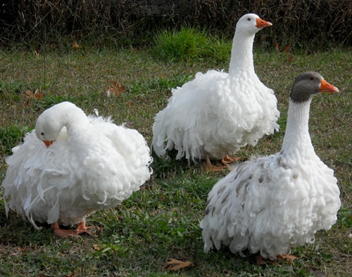 Sebastopol-goose