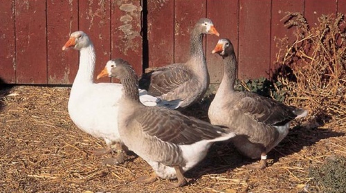 pilgrim-goose