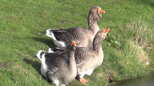 toulouse geese