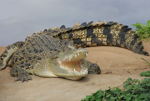 crocodile0