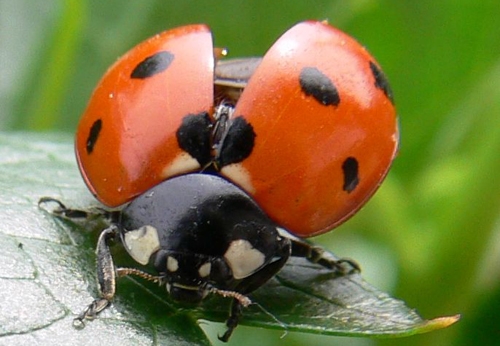 Ladybug1