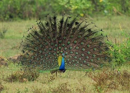 Peacock2