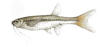 ปลาซิว1
