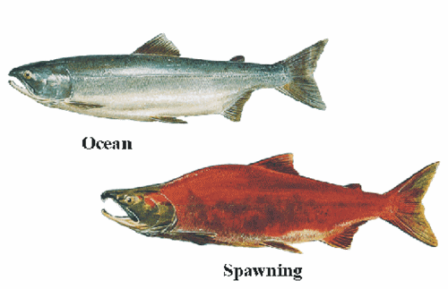 Sockeye salmon1