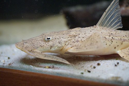 ปลาแค้งู (Bagarius suchus)