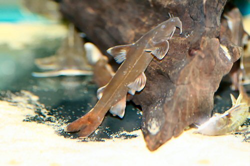 ปลาแค้ติดหินสามแถบ (Glyptothorax trilineatus)