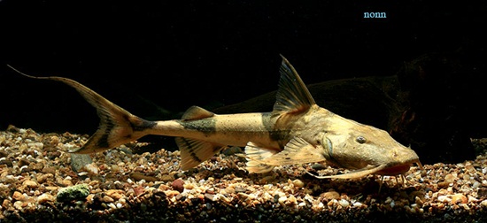 ปลาแค้วัว (Bagarius bagarius)